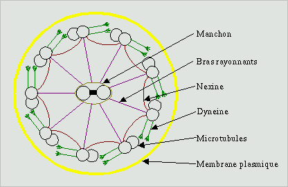 axonème de cil et de flagelle