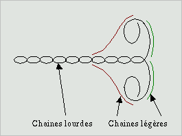 Structure type d'une myosine