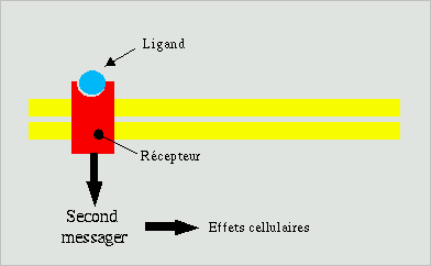 Les récepteurs de surface cellulaire - Labster