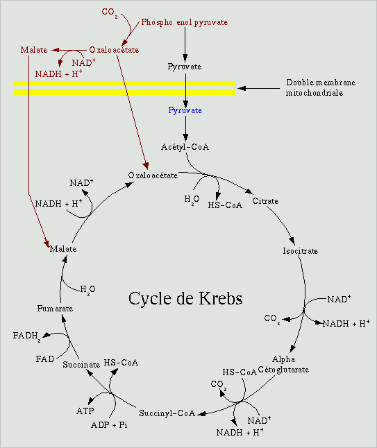 Glucose et cycle de Krebs:
La respiration de nos cellules (Notre respiration: Nous avons besoin d'oxygène, nos cellules ont b